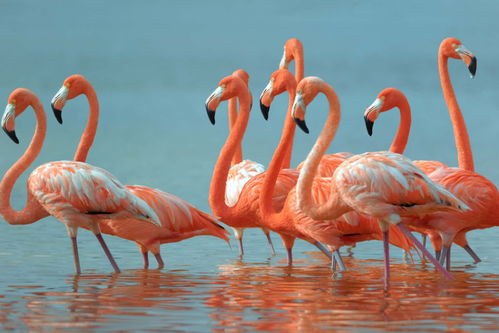 公鸡风水,公鸡风水