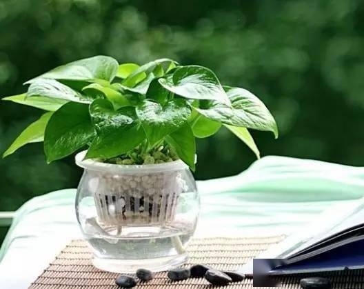 属马的人养什么植物能旺财运，适合种植哪种植物以旺学业？