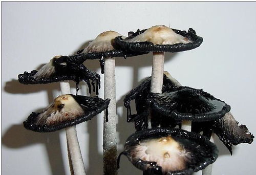 引子：惯与一口老井的絮语