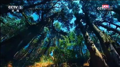 金牛古道(图片来自网络)