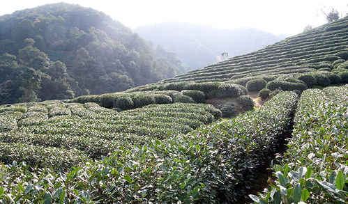 怎样鉴别正宗杭州龙井？