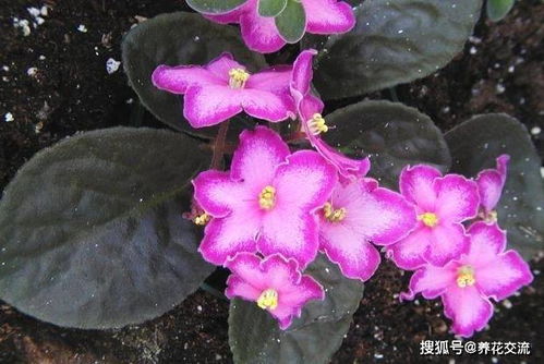紫罗兰五行指南中，有哪些紫罗兰图片大全大图推荐？