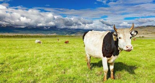 2009年出生属牛女性在2026年的运势及运程具体如何？