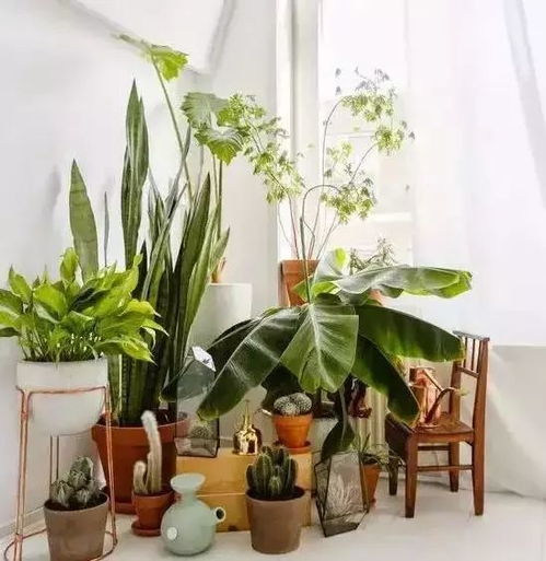 薄荷：智商税种植基地