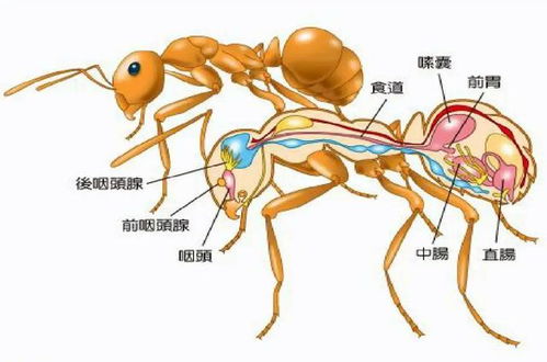 当代生肖生存现状