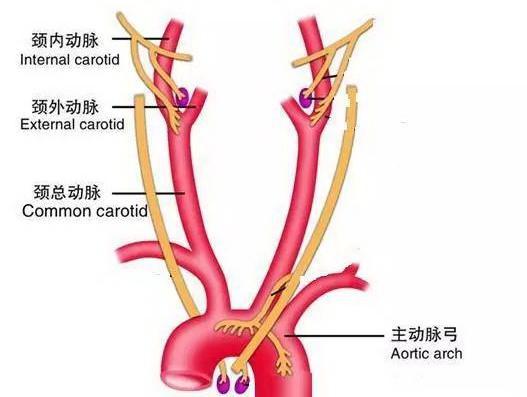 腿上的奇怪斑块：跑腿的命？