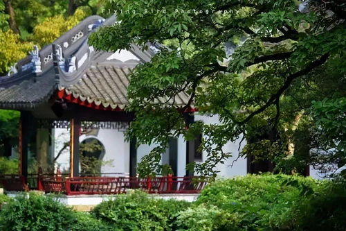在拙政园里喝茶，是一种什么样的体验？