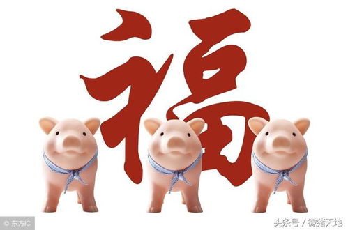 生肖猪：憨厚福气挡不住