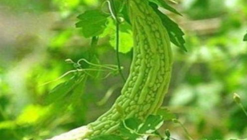 1. 虫虫大作战
