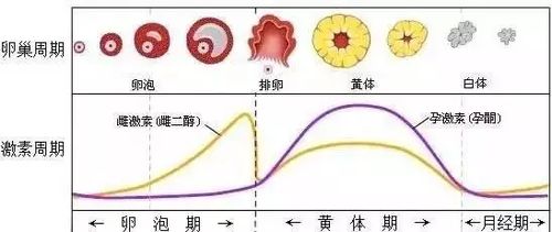 1. 激素水平大戏：雌激素和孕激素的恶搞