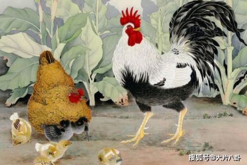 哪种命格的鸡运势最佳，特别是对女孩运势会更好吗？