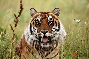 七四年属虎的人现在还有多少人未婚？