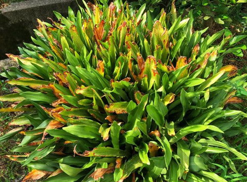 农村家里种什么植物风水好又旺财,种植风水