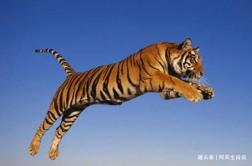 霓璟：光芒四射？还是有点俗…