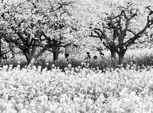 王武庙村梨园：梨花的浪漫