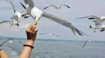 浪漫的真相：海鸥都比你会谈恋爱