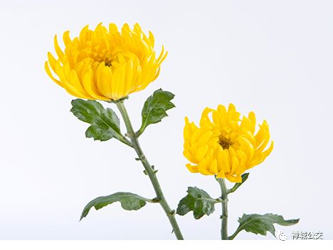 西方节日花俗揭秘：传统花语大揭秘！