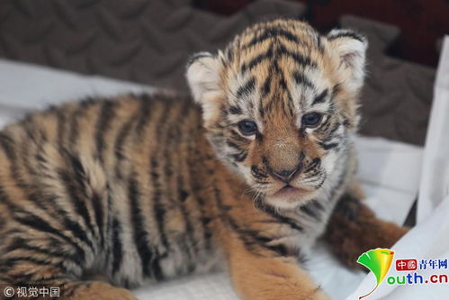 2026年六月出生的虎宝宝取名为带宇字的好名字有哪些？