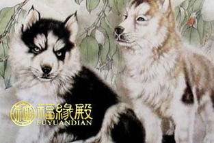 1. 属狗之人（如男人）：