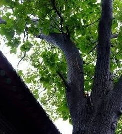 9. 槐树 - 公务员必备