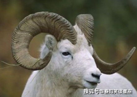 11月属羊的爱情运势和整体运程具体表现是什么？