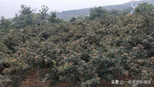 花椒树风水学上被认为是凶树吗？出门遇到花椒树是否吉利？