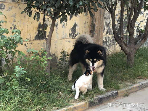 梦见狗说话和我很亲切，梦见陌生狗很亲近，这是不是意味着我内心深处渴望与动物建立亲密关系呢？