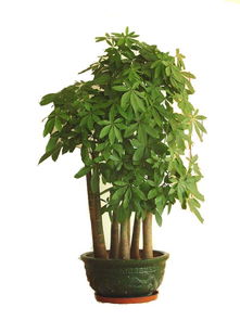 绿植好伙伴：进门见生机