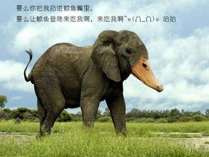 哪个十二生肖的动物以老实巴交著称？