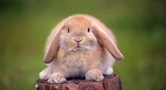 2026年1月属兔人搬家吉日是哪几天？2025年元月属兔人适合搬家的具体日期是哪天？