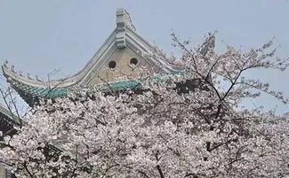 被攻略“抛弃”的洪湖：二月份的蓝田，  比夏天更有诗意