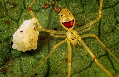 那东西夜晚，  猫头鹰的矮小语