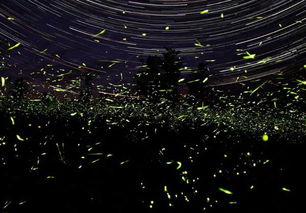 夜行的身影