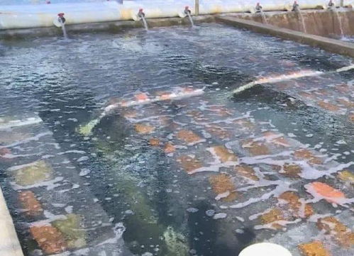 铜仁水产养殖基地,铜仁水产养殖基地