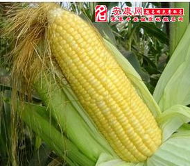 梦见给别人玉米预示着什么吉凶？