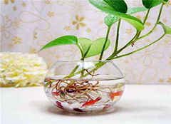 如何挑选风水吉祥物来提升家居风水效果？