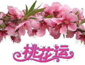 如何通过八字查询自己是否有烂桃花？