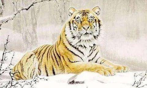 1962年属虎人在2026年农历七月财运运势如何？