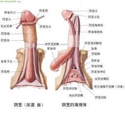 男人八字缺水对生理器官有影响吗？