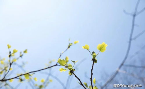 春意盎然六大节气风俗盘点，必kan春日风情！
