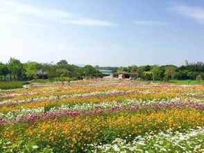 百花洲公园的花海