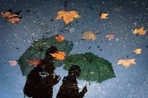 秋雨哗啦啦，生肖哭唧唧：2026年风水大师都躲着走的奇葩解读