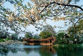 一、 五一去西湖，花开得像是天在撒糖