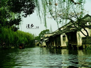 烟雨入江南， 海棠花未眠