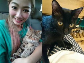 黑猫风水学的玄机：到底是镇宅还是招灾？