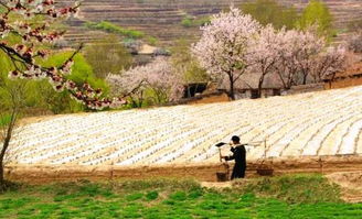 4.1 张北黄土高坡上的野生向日葵田