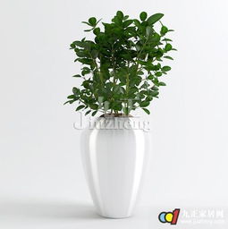 办公室种花风水,办公室适合养的花风水