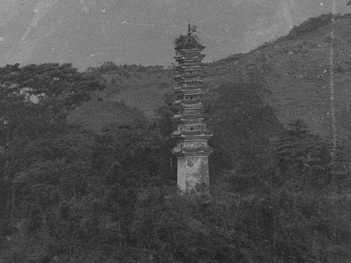 初遇回澜：那年夏天 我和一只鸭子
