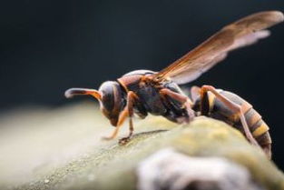 一、 蝙蝠与“福”字的神奇关联（乱七八糟版）