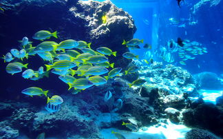 珊瑚礁岛：色彩斑斓背后的拥挤陷阱